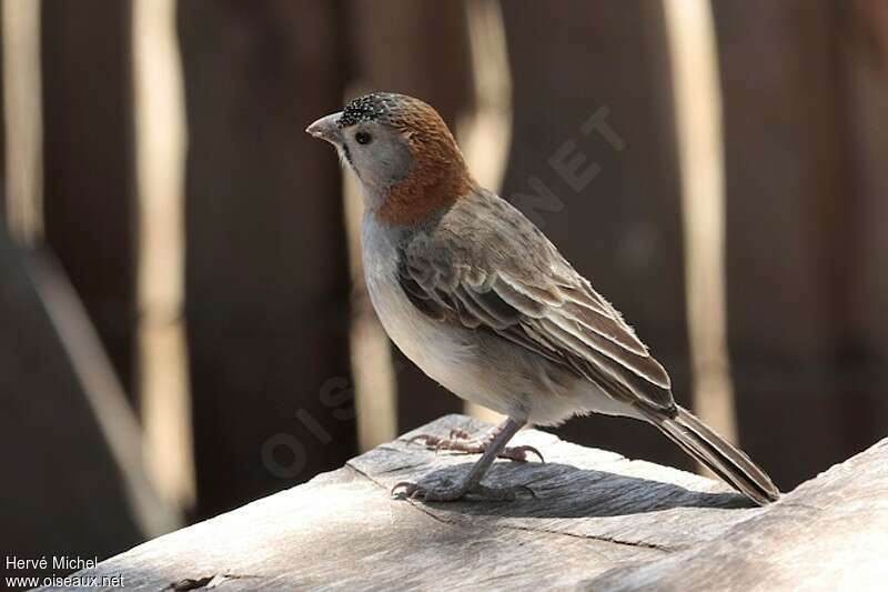 Speckle-fronted Weaveradult, identification