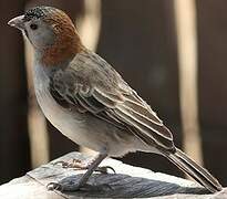 Speckle-fronted Weaver