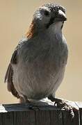 Speckle-fronted Weaver