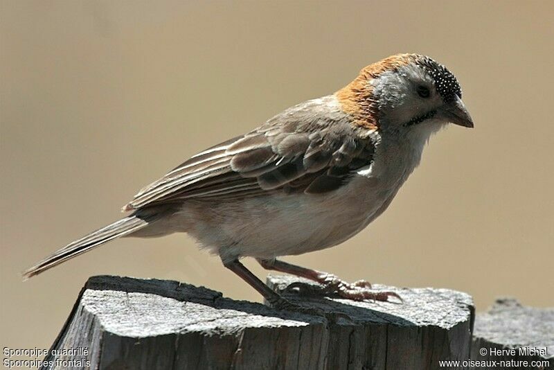 Speckle-fronted Weaveradult