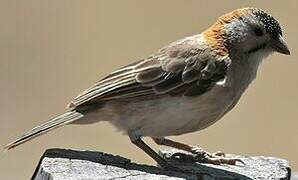 Speckle-fronted Weaver