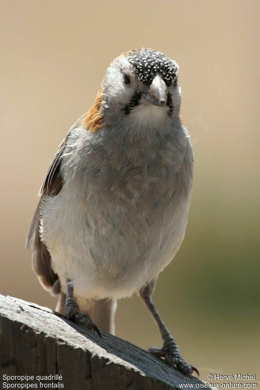 Speckle-fronted Weaveradult