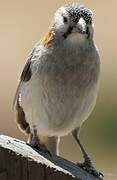 Speckle-fronted Weaver