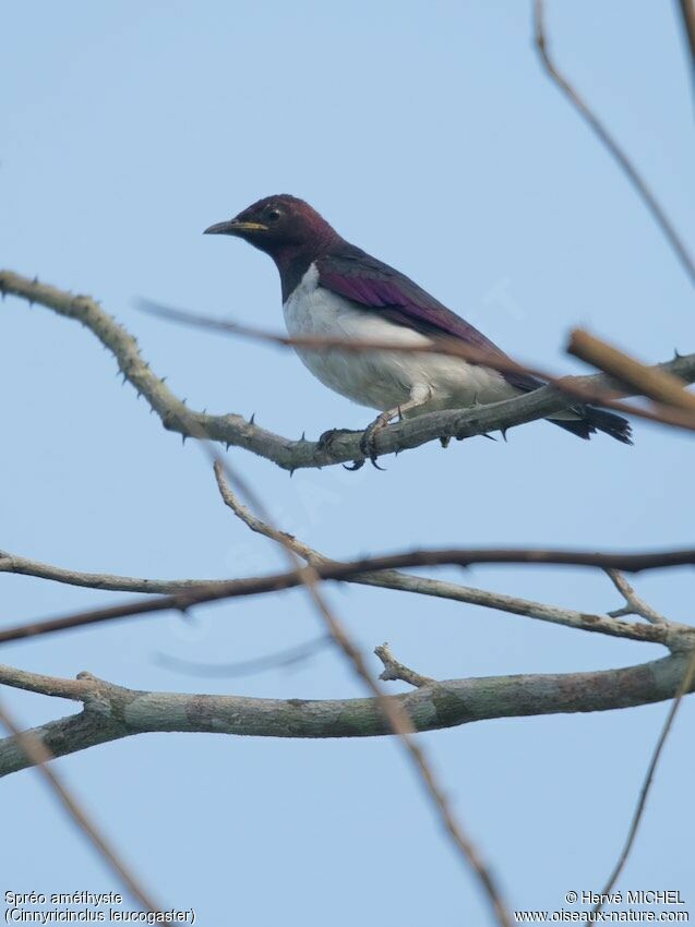 Violet-backed Starling male adult