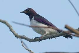 Violet-backed Starling