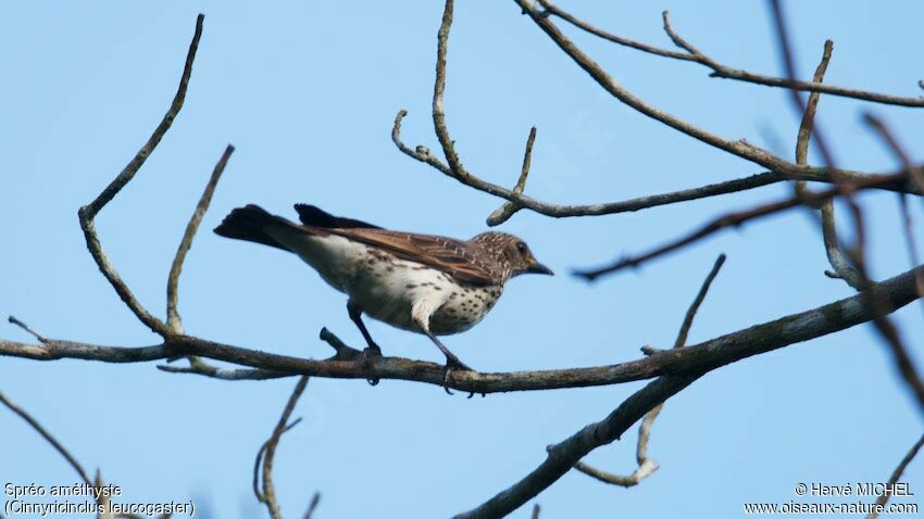 Violet-backed Starling female adult