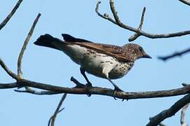 Violet-backed Starling