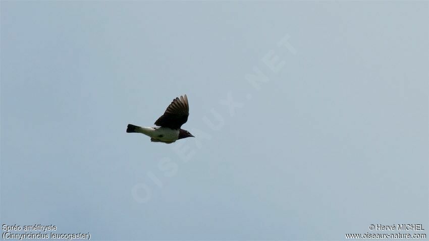 Violet-backed Starling male adult, Flight