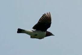 Violet-backed Starling