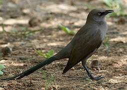 Ashy Starling