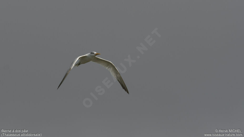 West African Crested Tern