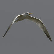 West African Crested Tern