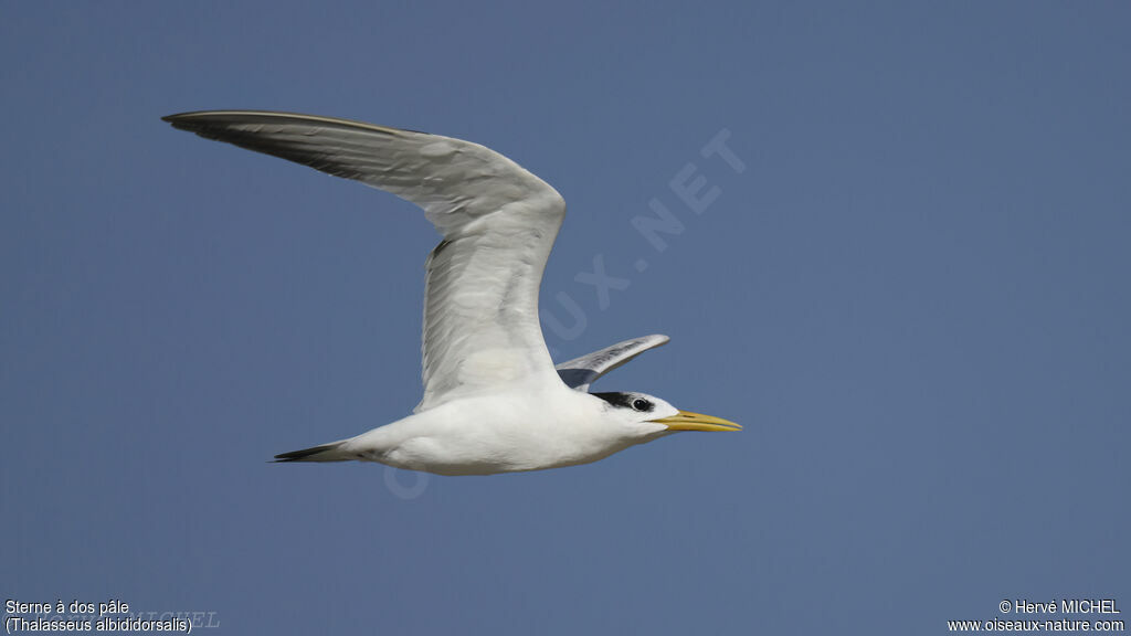 West African Crested Tern