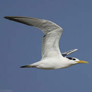 West African Crested Tern