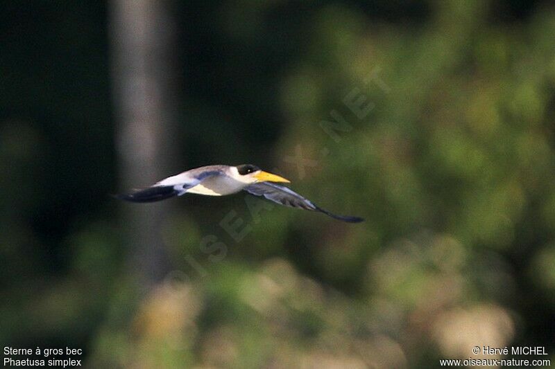 Large-billed Ternadult, Flight