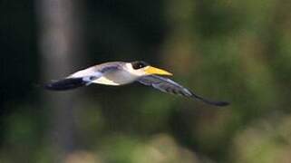 Large-billed Tern