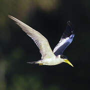 Large-billed Tern