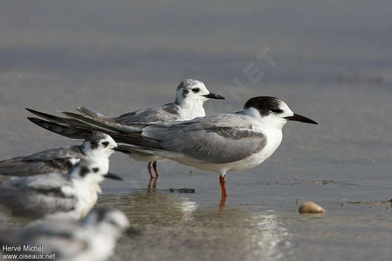 White-cheeked Ternadult post breeding, identification