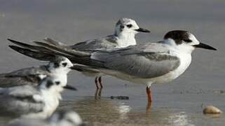 White-cheeked Tern