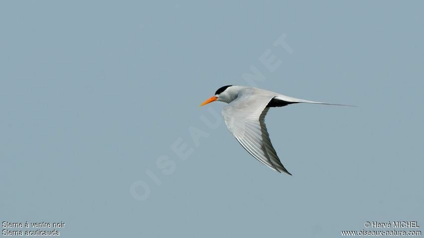 Black-bellied Tern