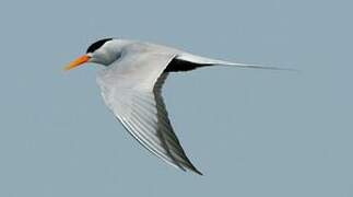 Black-bellied Tern