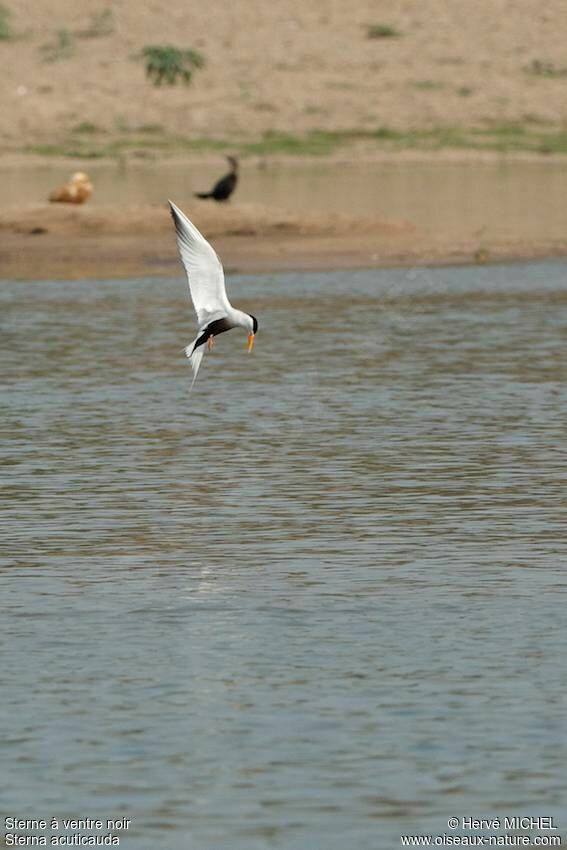 Black-bellied Tern