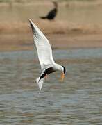 Black-bellied Tern