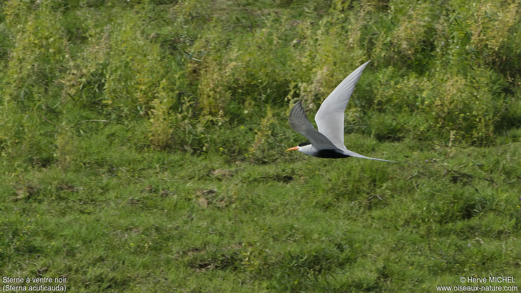 Black-bellied Tern