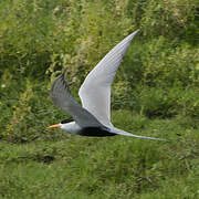 Black-bellied Tern