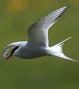 Arctic Tern