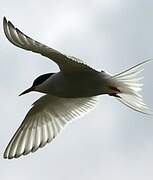 Arctic Tern