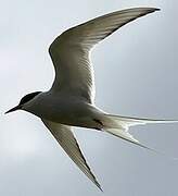 Arctic Tern