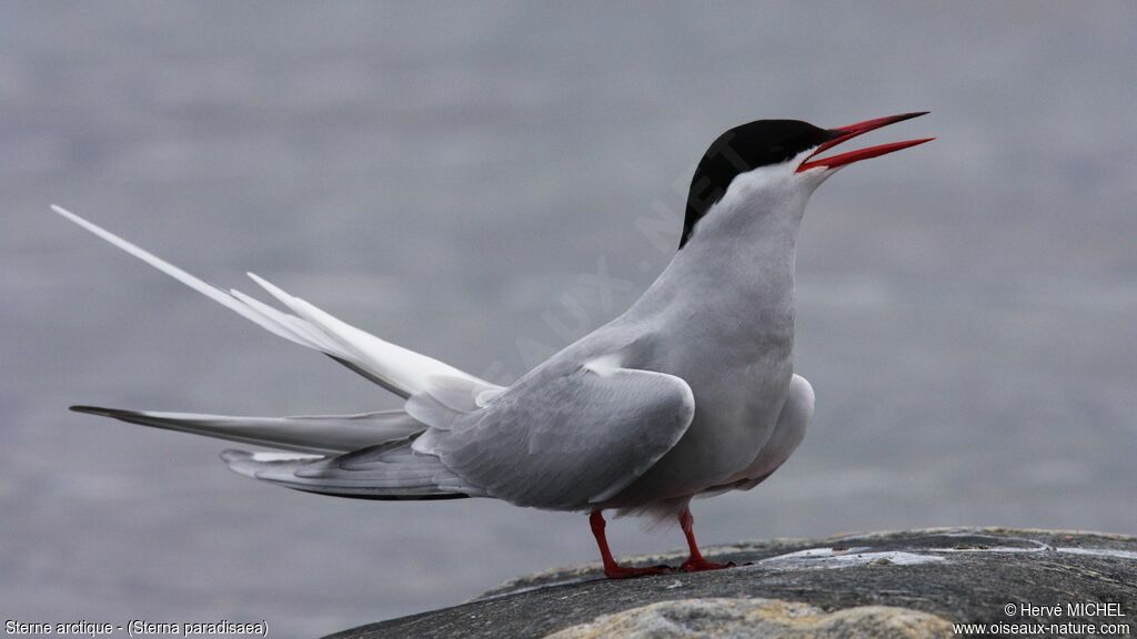 Arctic Ternadult breeding