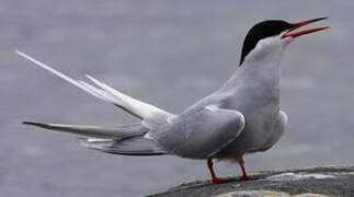 Arctic Tern