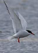 Arctic Tern