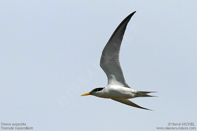 Yellow-billed Ternadult breeding, Flight