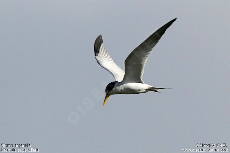 Yellow-billed Ternadult breeding, Flight