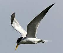 Yellow-billed Tern