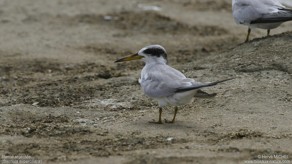 Yellow-billed Ternadult post breeding, identification