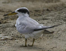 Yellow-billed Tern