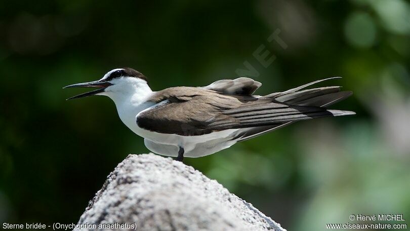 Bridled Tern