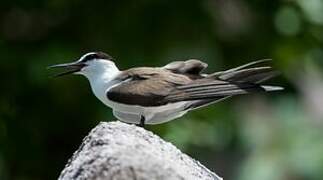 Bridled Tern