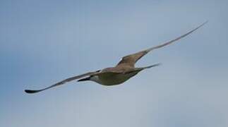 Bridled Tern