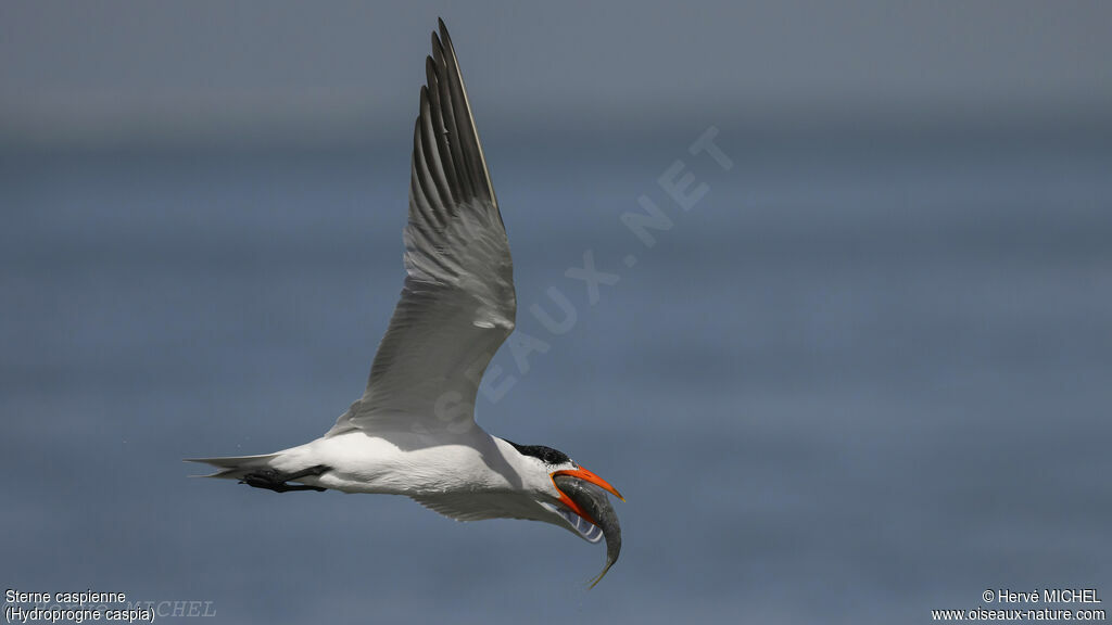 Caspian Tern