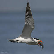 Caspian Tern