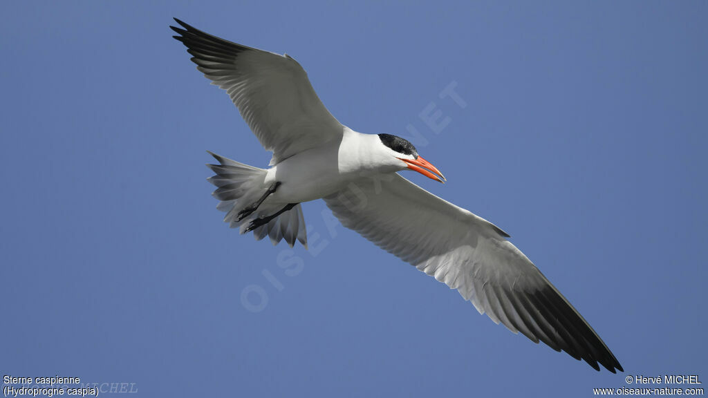 Caspian Tern