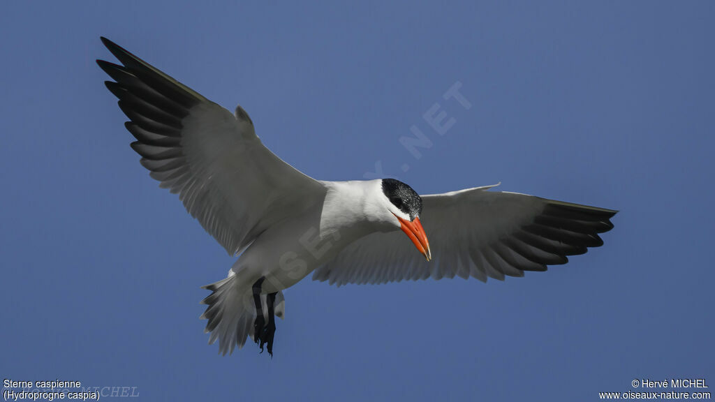 Caspian Tern