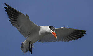 Caspian Tern