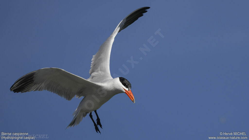 Caspian Tern