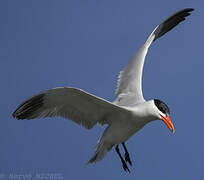 Caspian Tern